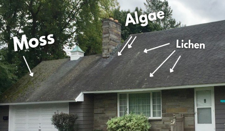 roof moss and algae